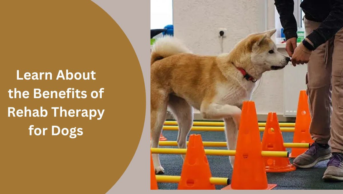 Is This the Missing Piece in Your Dog’s Health Plan? Learn About the Benefits of Rehab Therapy for Dogs By Dr. Karen Shaw Becker