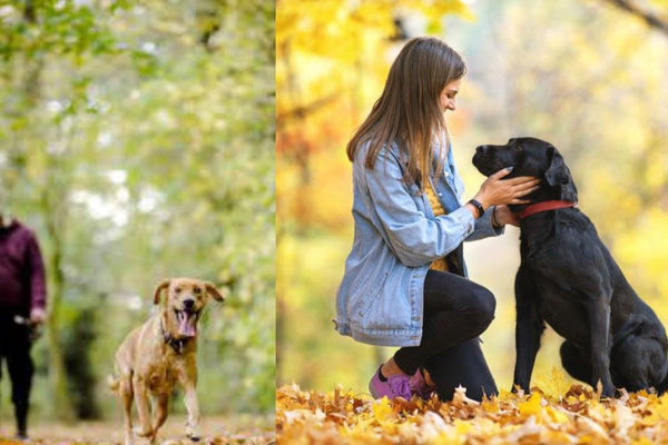 How People Grieve the Loss of a Pet  By Arash Emamzadeh