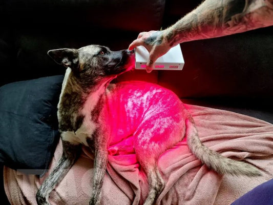 Non-Intrusive and Non-Drug Care for Your Aging Pet
