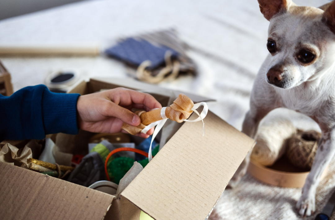 image shows caring for senior pet