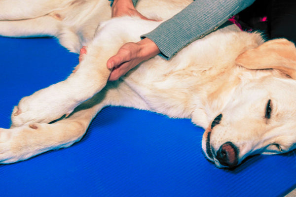 Recovery Roadmap: Rehabilitating your Dog the 'Max Fitter' Way by Coach Max Fitter