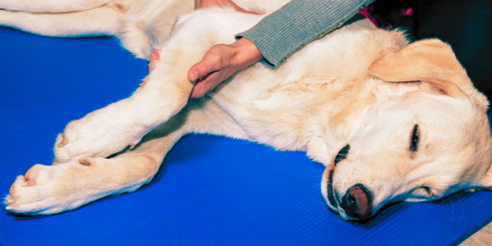 Recovery Roadmap: Rehabilitating your Dog the 'Max Fitter' Way by Coach Max Fitter