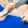 Recovery Roadmap: Rehabilitating your Dog the 'Max Fitter' Way by Coach Max Fitter