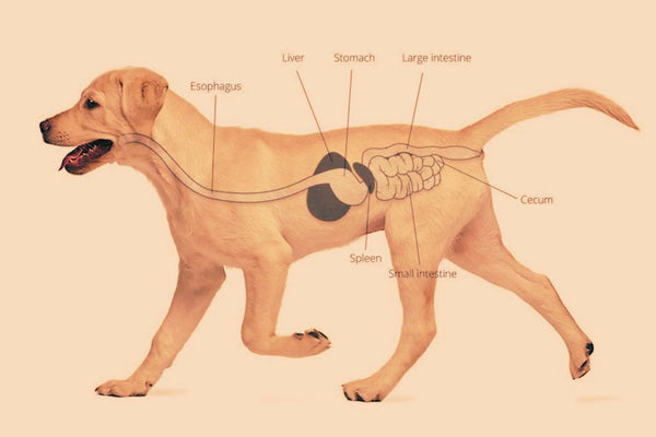 On-Guard for the Gut! Understanding Your Dog's Digestive System by Dgr Carrie DeNutri