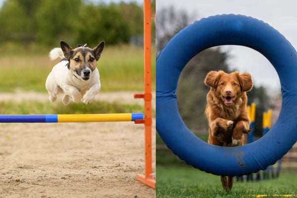 Canine Agility Training that Amps Up Exercise by Coach Max Fitter