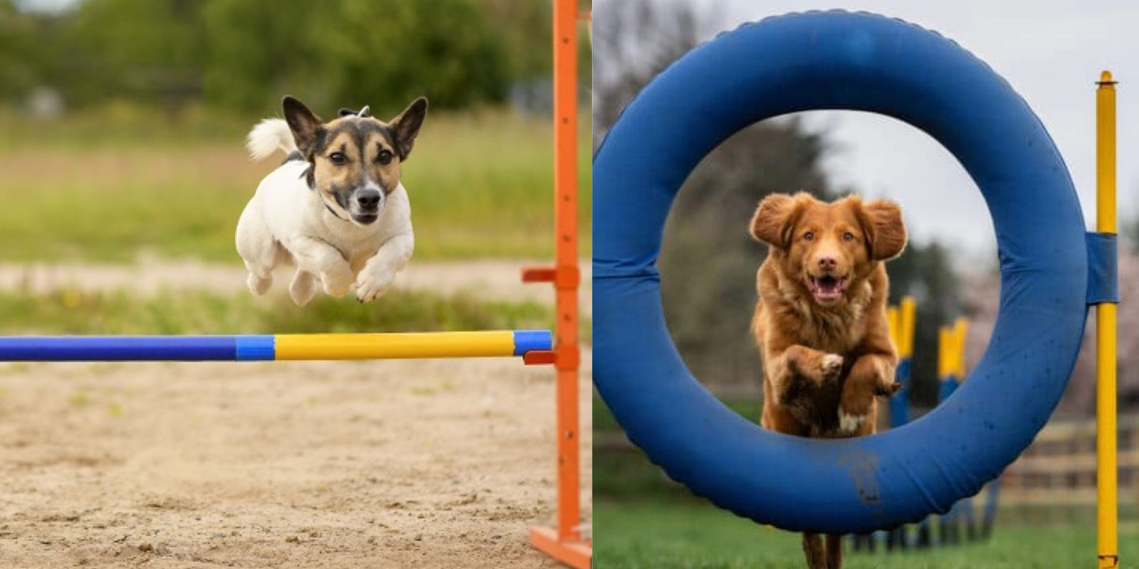 Canine Agility Training that Amps Up Exercise by Coach Max Fitter