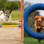 Canine Agility Training that Amps Up Exercise by Coach Max Fitter