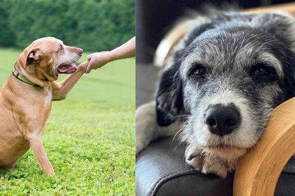 Understanding the Silent Struggle: Mental Health in Aging Dogs By Coach Zenn Bond