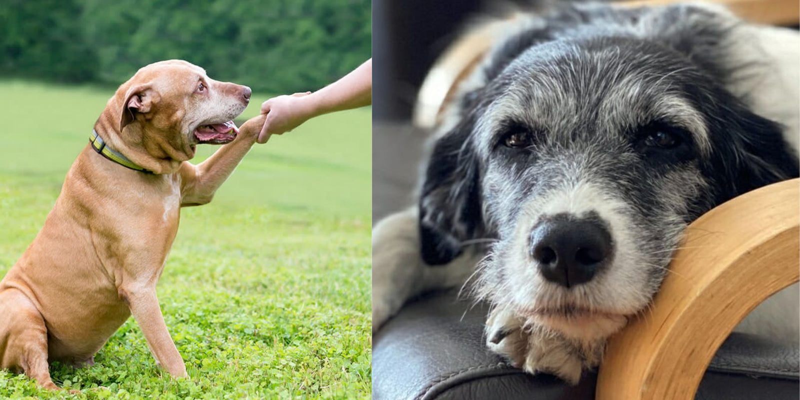 Understanding the Silent Struggle: Mental Health in Aging Dogs By Coach Zenn Bond