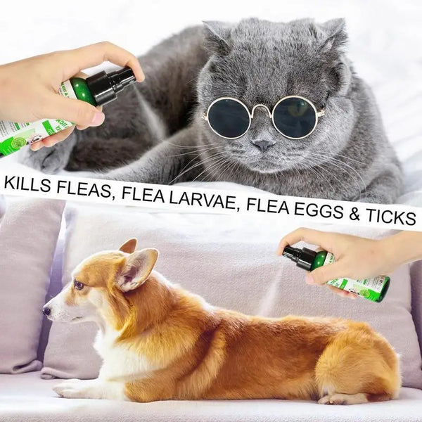 Natural Care & Protection From Flea And Tick - Spray For Indoor & Outdoor